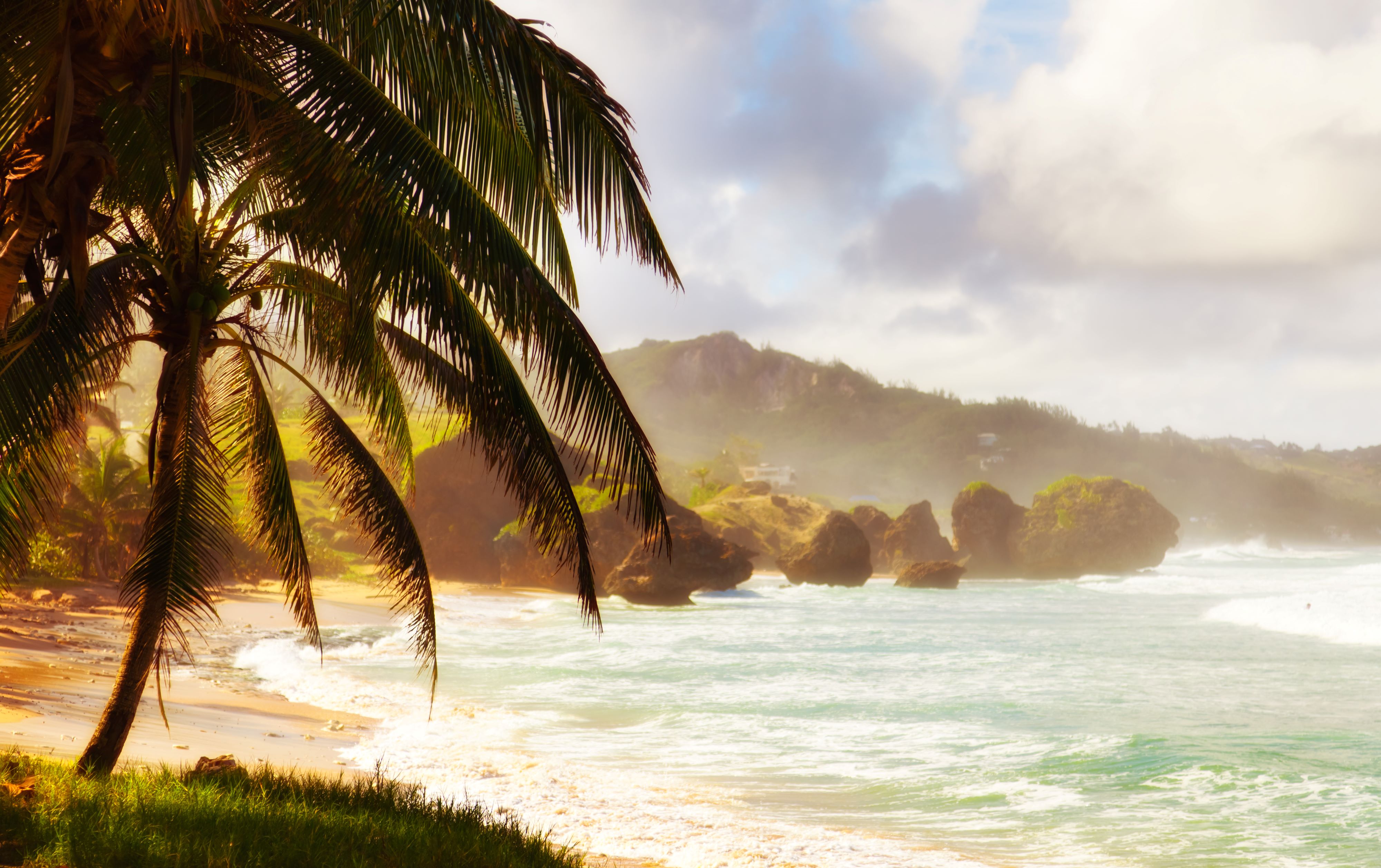 Image of palm trees swaying in the wind in Barbados